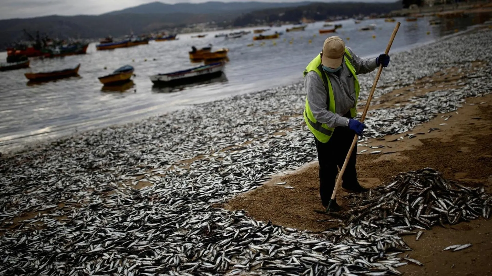 In a mysterious phenomenon, thousands of anchovies & sardines fishes were wash ashore on a beach in Chile
