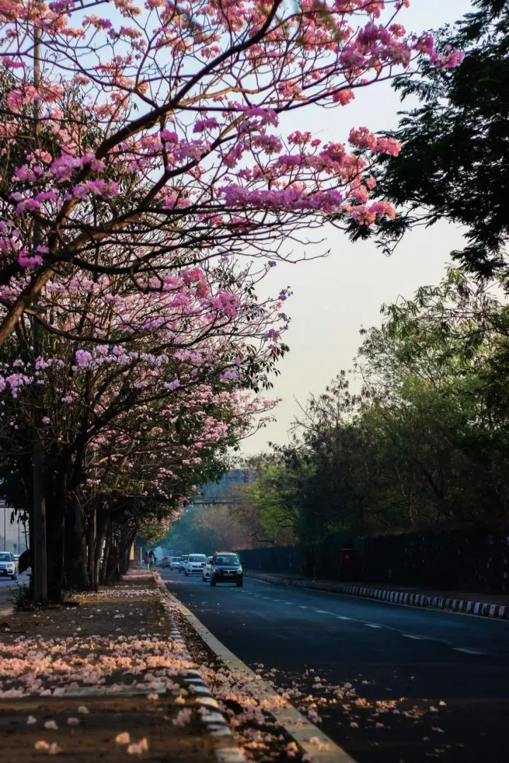 Mumbai and Hyderabad get ‘Tree city of  the world’ tag by UN Food & Agriculture Organisation, amongst 21 countries