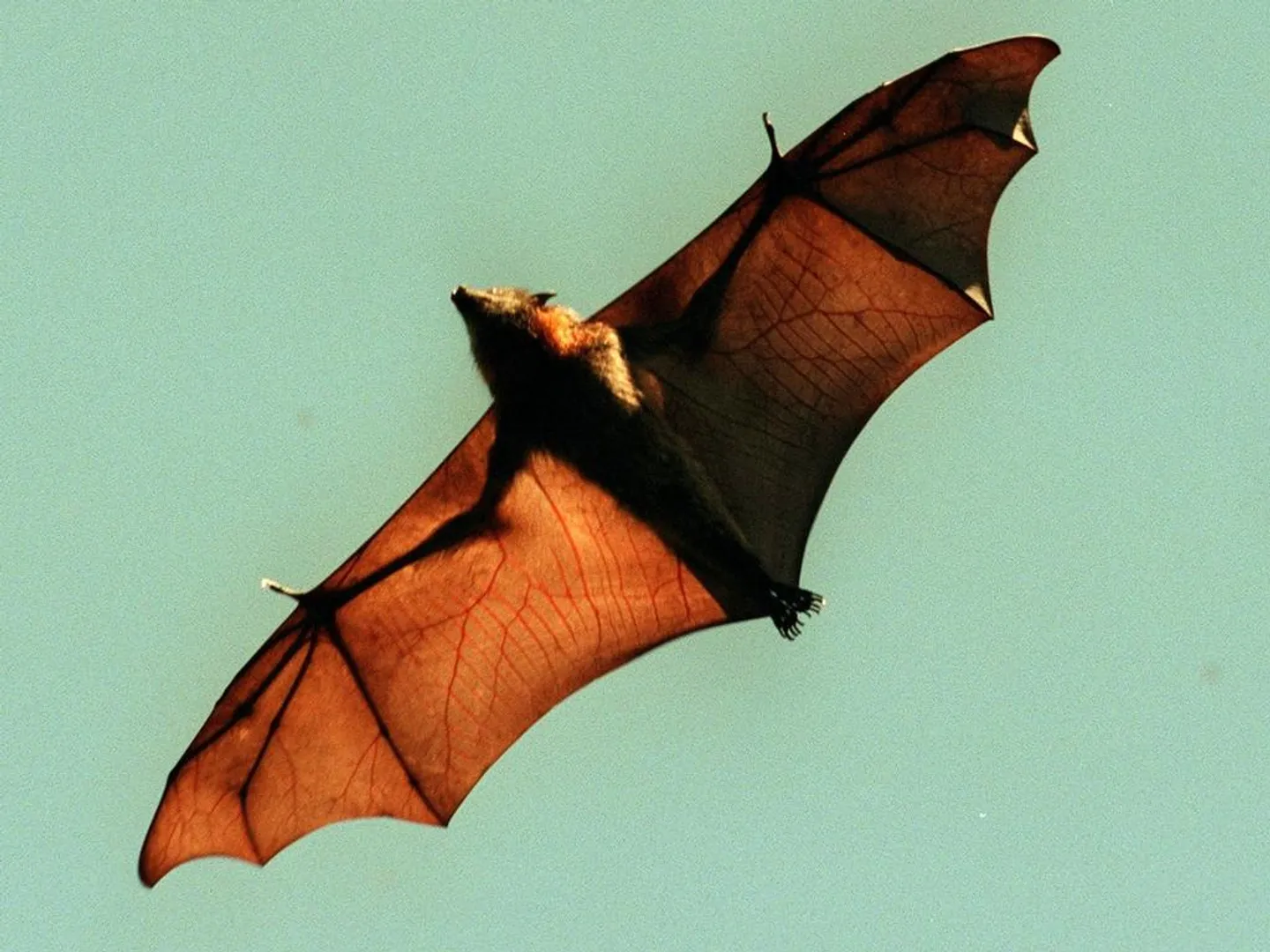 New Coronavirus found in Russia's bats that could infect humans: Scientists warn as it is resistant against all vaccines