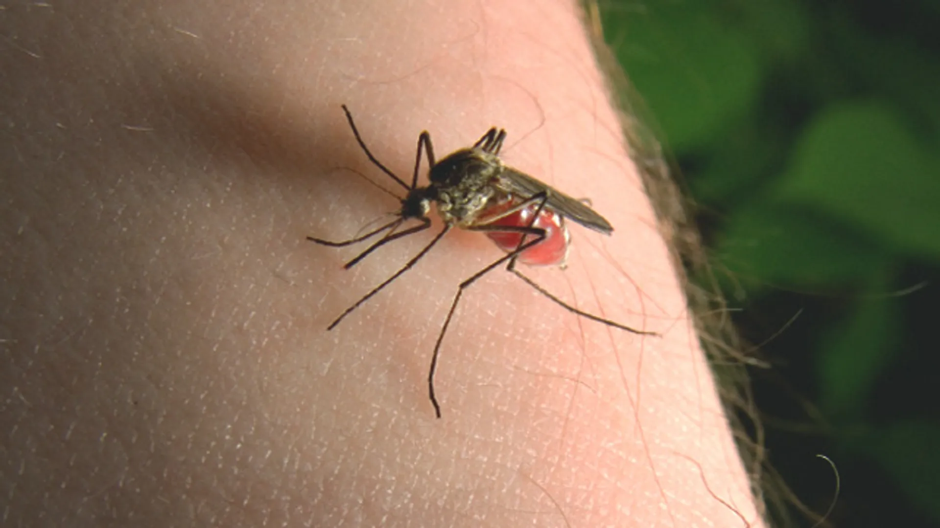 Researchers trick mosquitoes into delivering malaria vaccines while biting