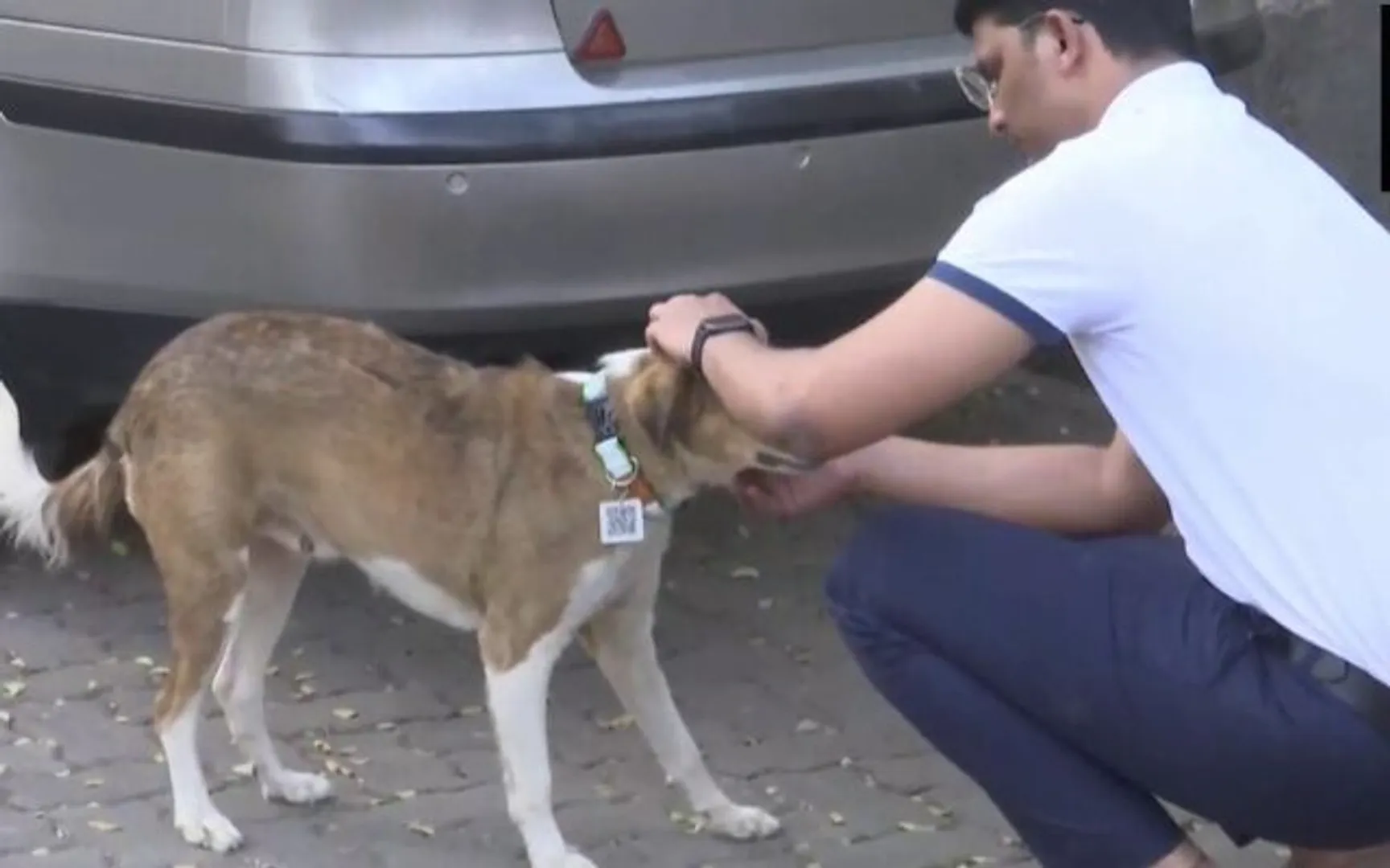 Mumbai engineer's novel solution to track stray dogs: collars with QR codes