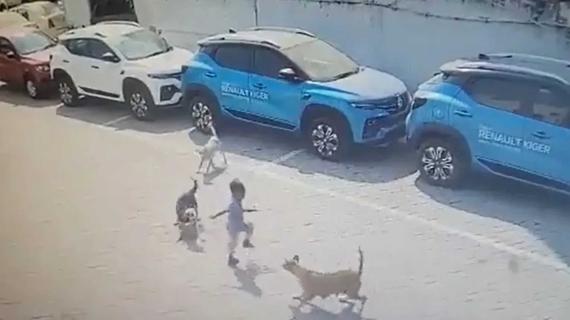 Hyderabad: four-year-old child succumbs to injuries, was attacked by street dogs