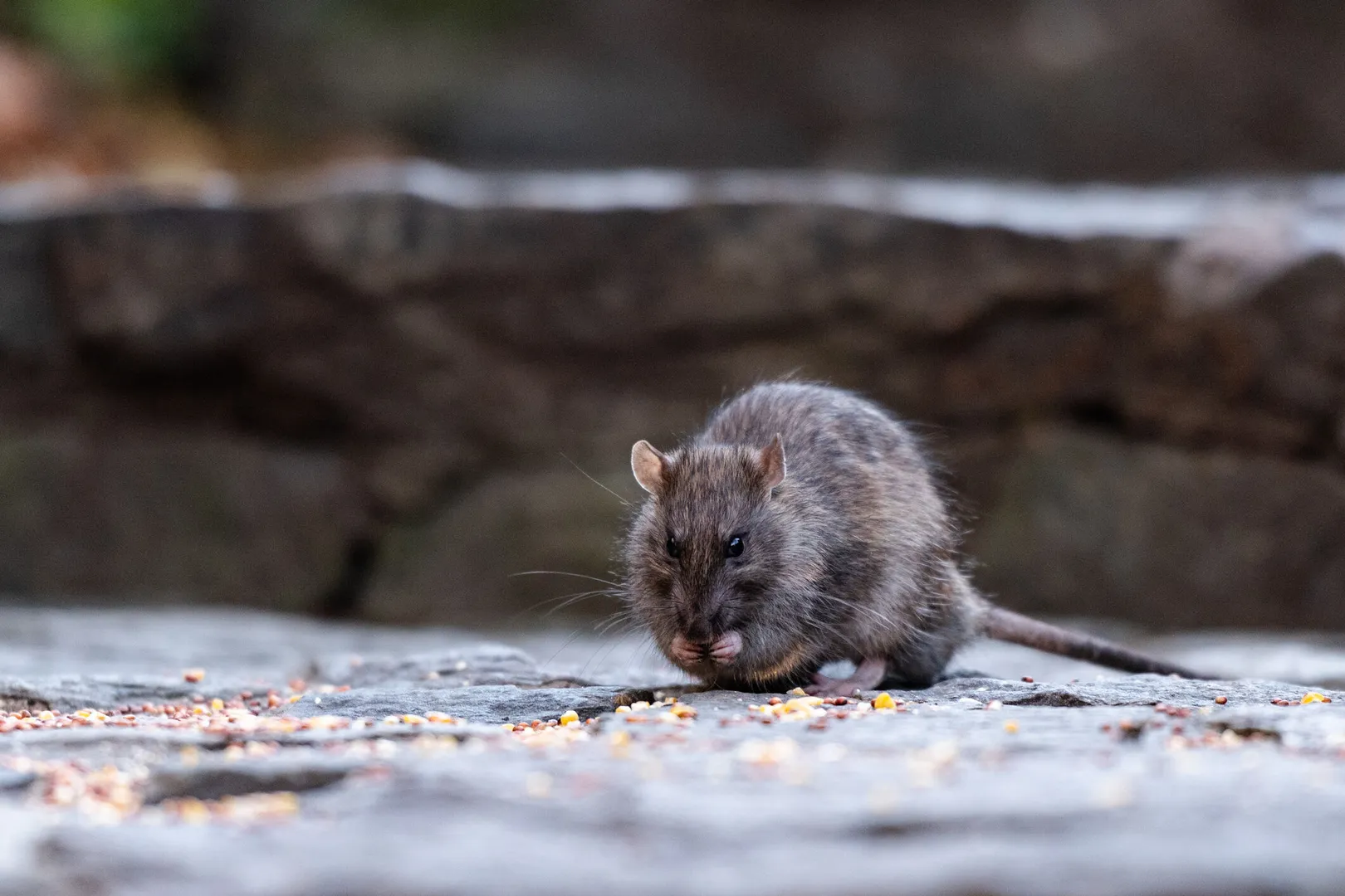 New Zealand plans to kill all rats in the country to preserve birdlife