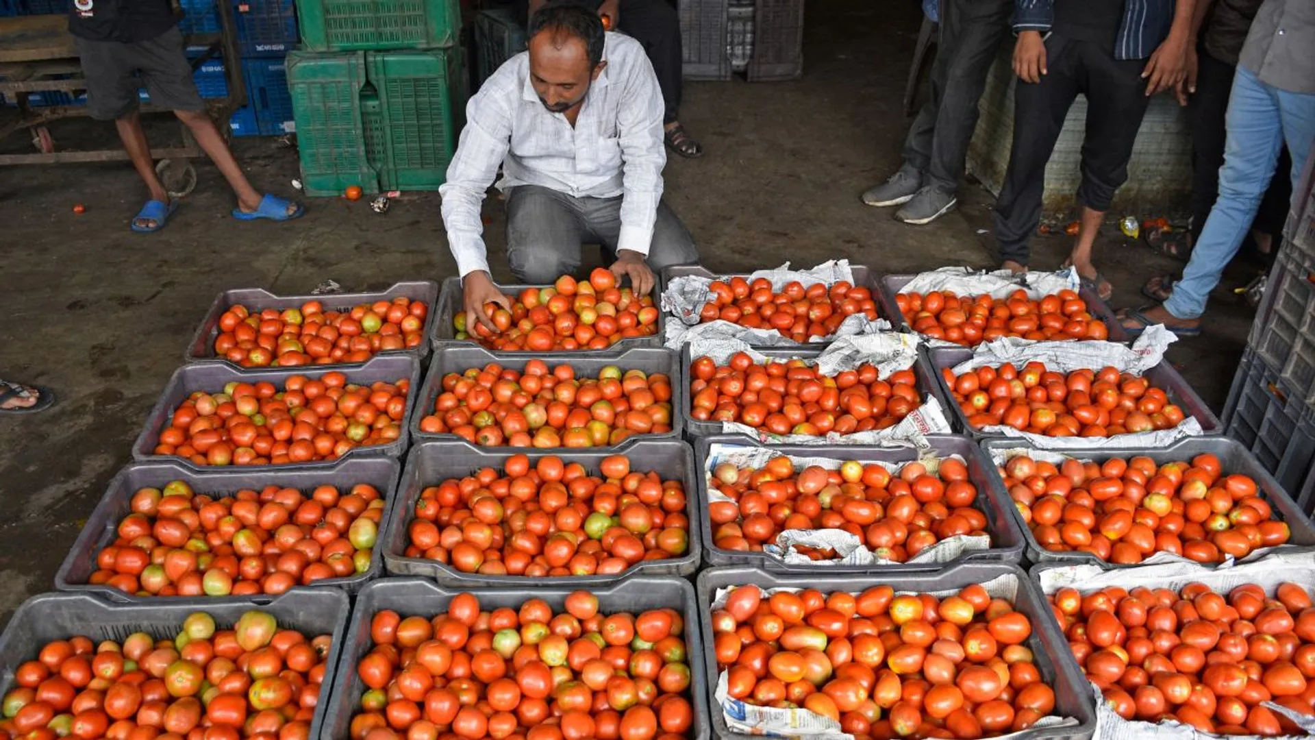 Farmer loses 2.5-tonne tomato load in shocking theft