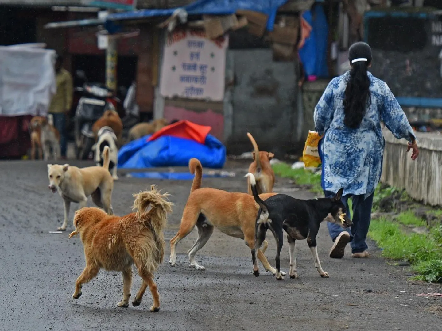 Stray dogs