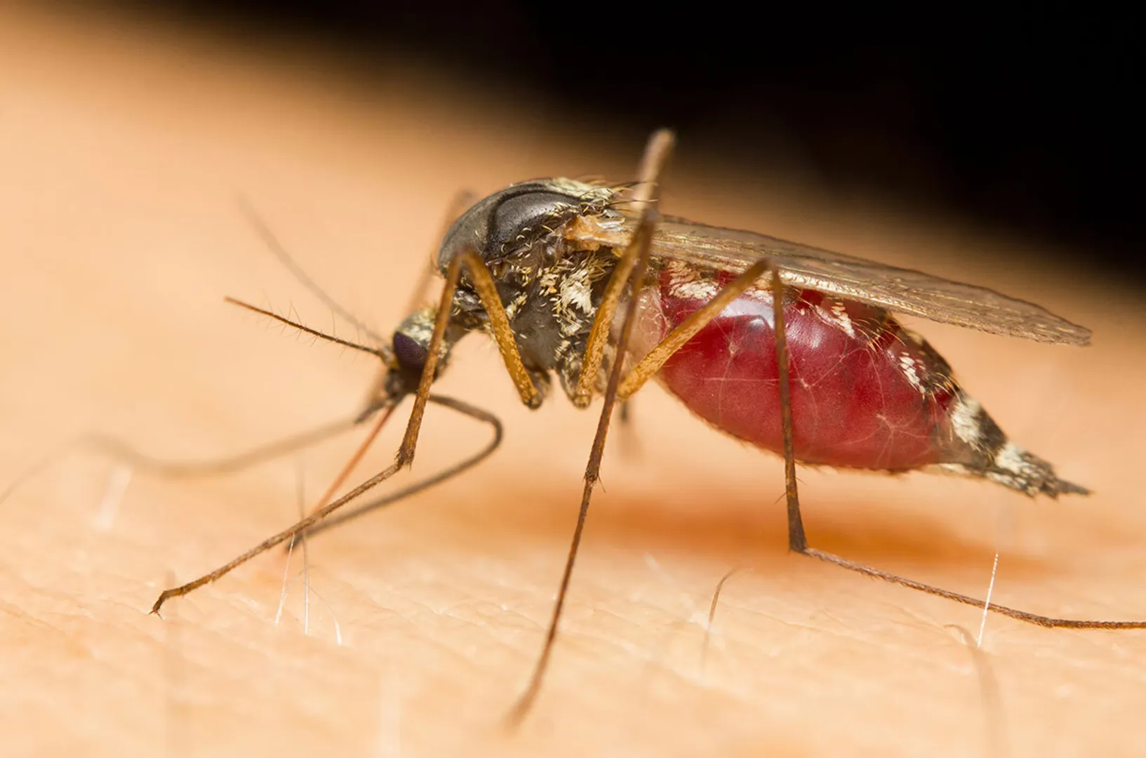 Macro of a mosquito sucking blood on a human skin