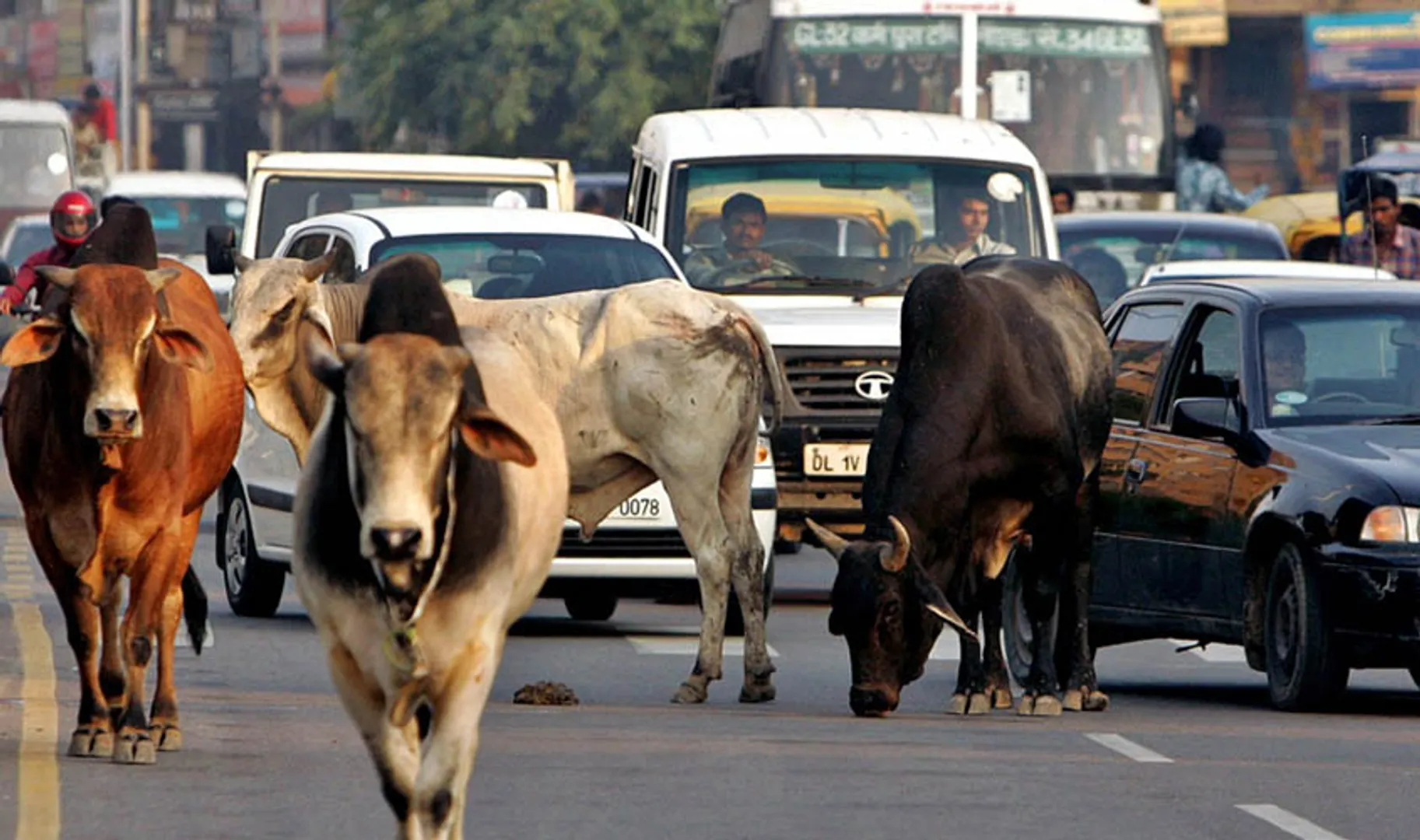 Stray Cows
