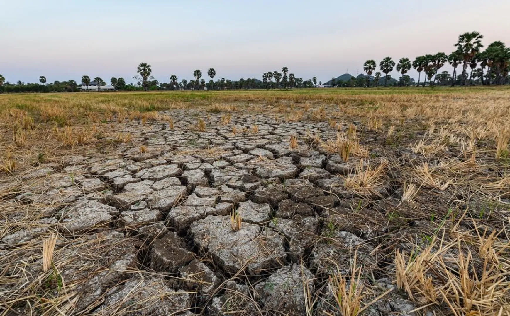 Over 70% India reports drought-like conditions; food supply a concern?