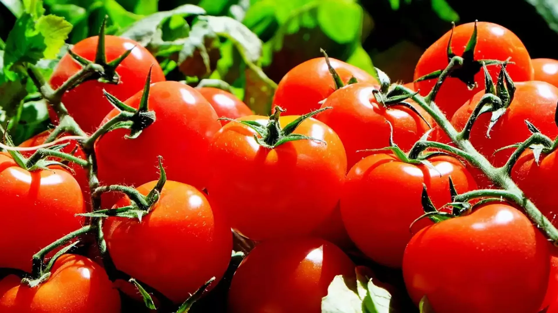 From Rs 200/kg to Rs 2/kg, Tomato prices hit the lowest record
