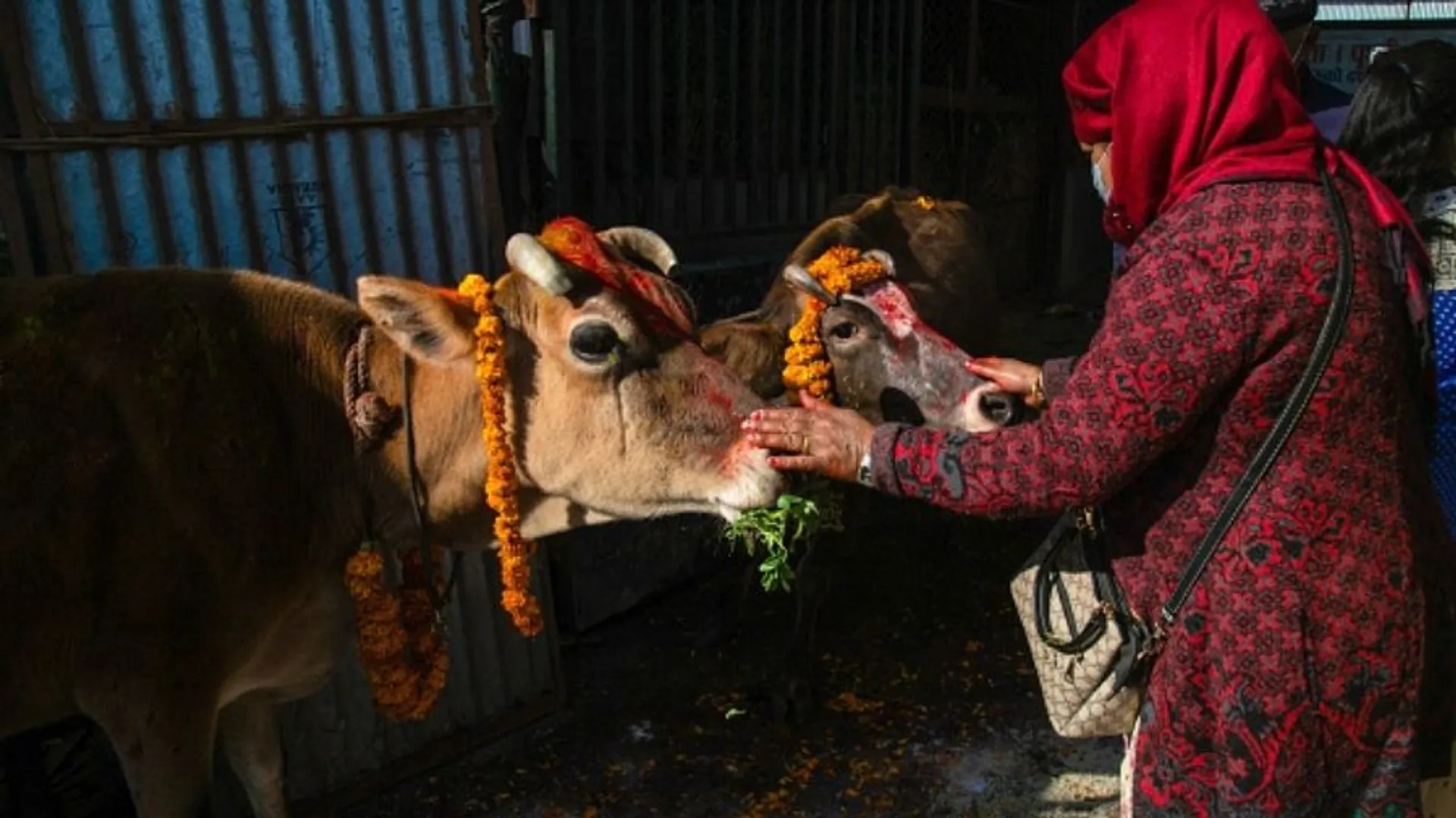 Is cattle life more quality than senior citizens, widows and other depressed classes of Uttar Pradesh?