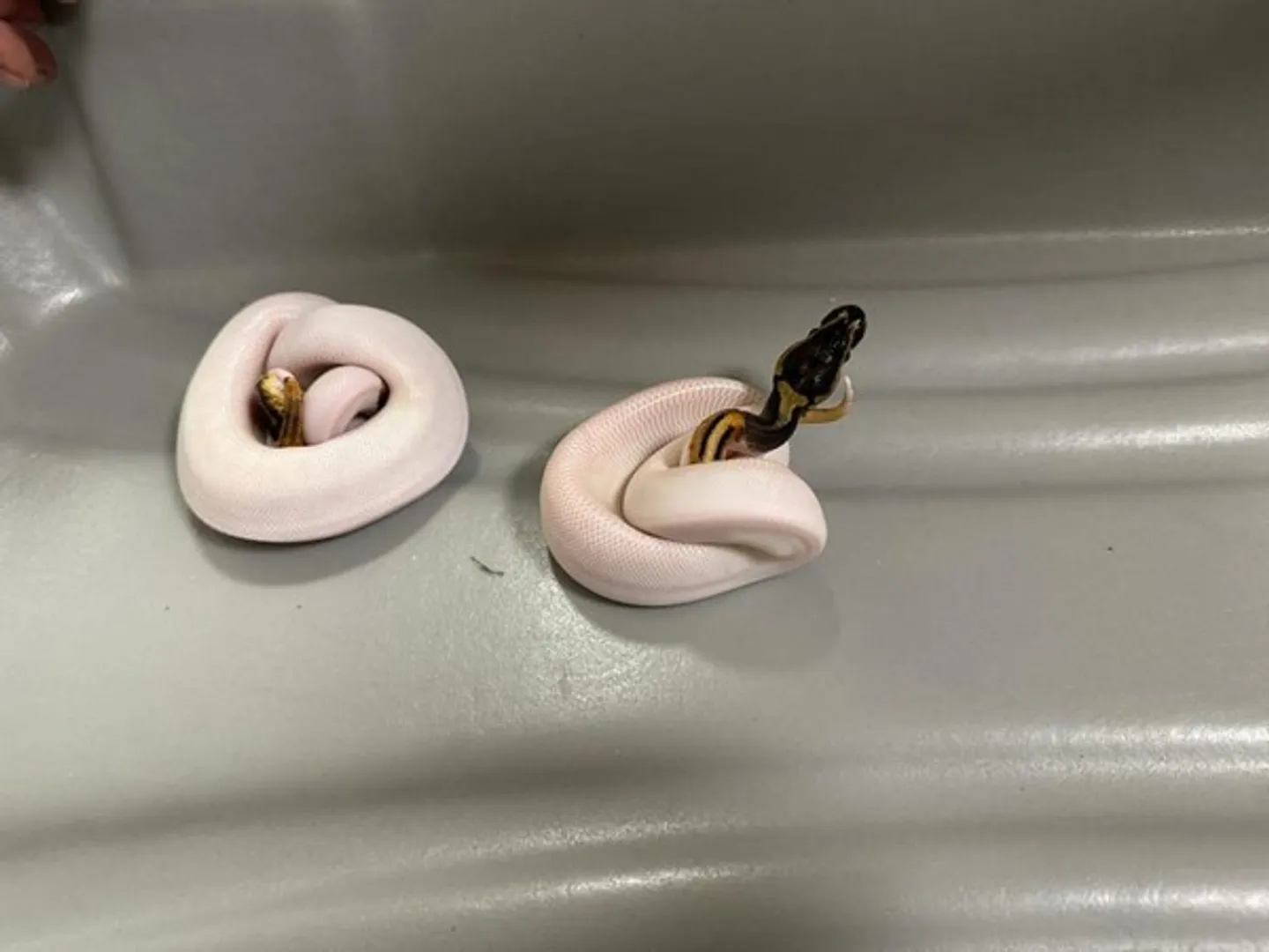 At Chennai Airport, customs officials confiscate rare snakelets from a traveller