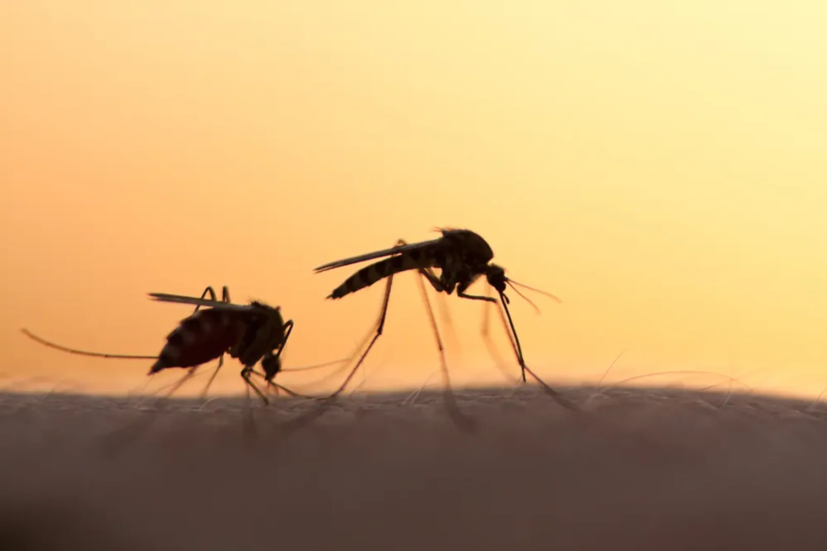 Pune startup takes on India's mosquito menace with a sustainable, eco-friendly solution
