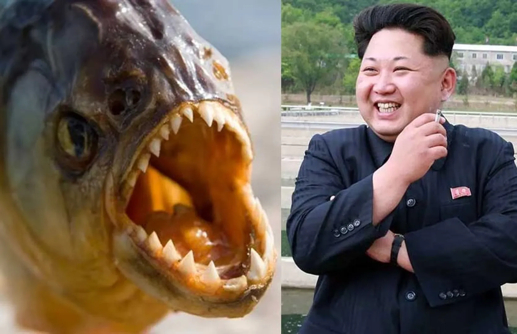 North Korean Leader Kim Jong Un executes General by throwing him into tank with piranhas