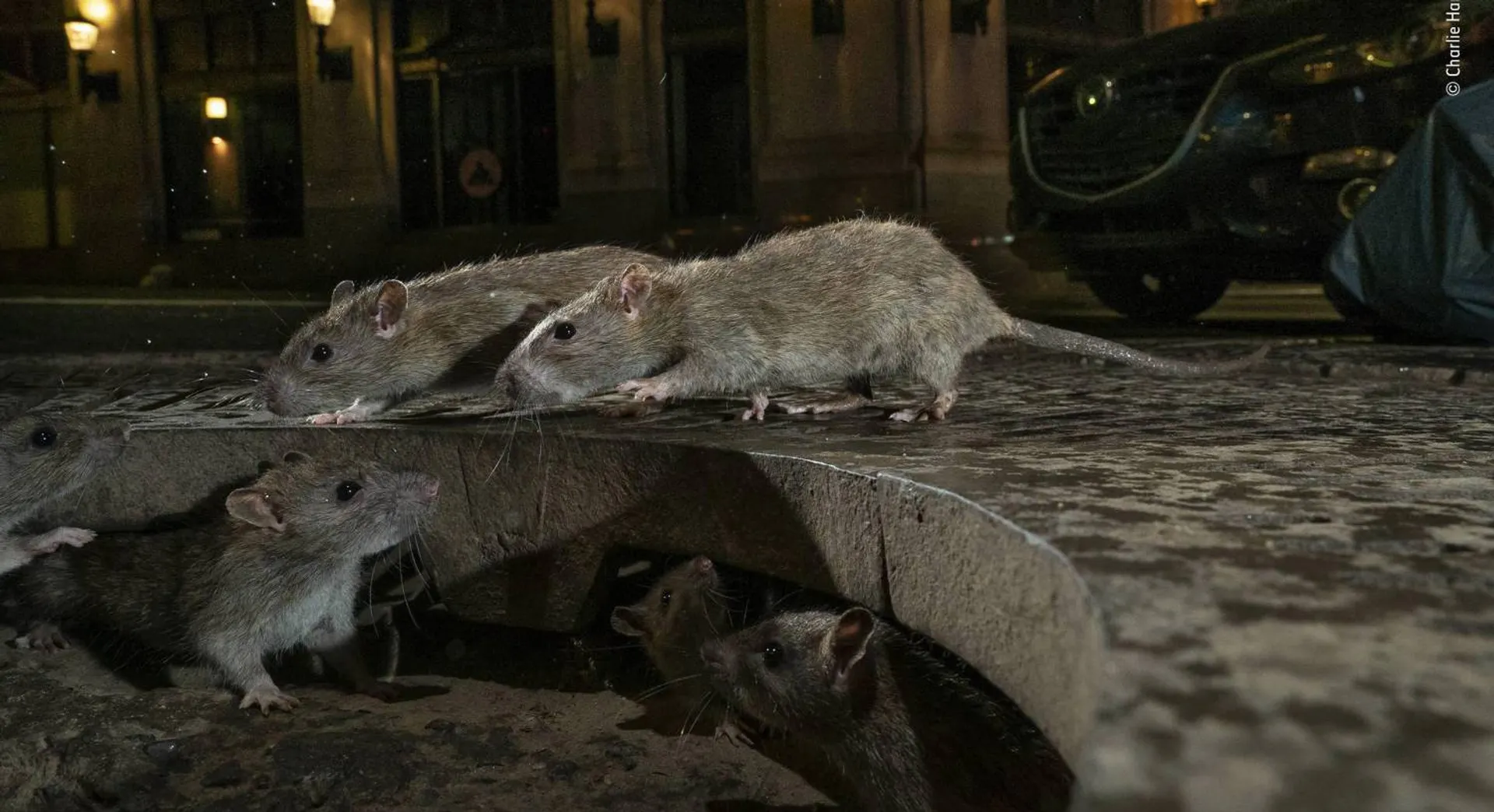 Australia's Queensland fighting rat infestation, locals struggle mounds of dead rodents 