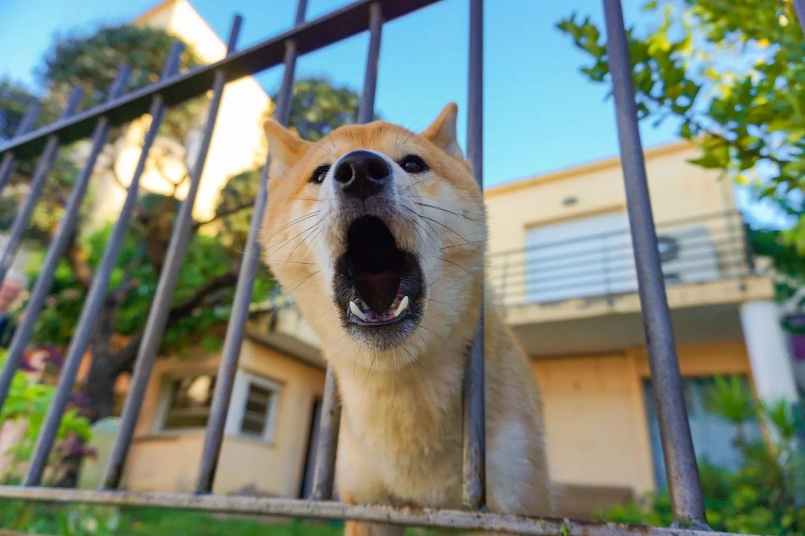 pet