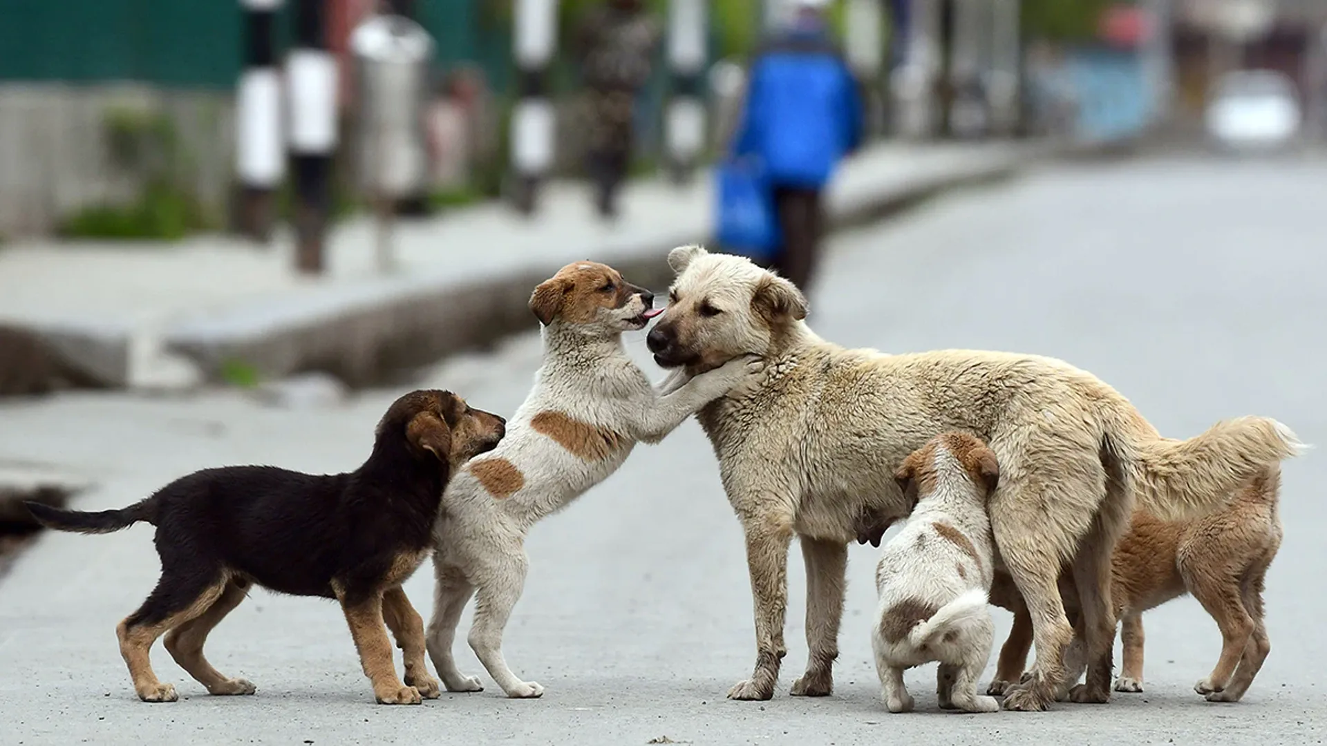 Madhya Pradesh CM calls for public input to prevent dog maulings in future