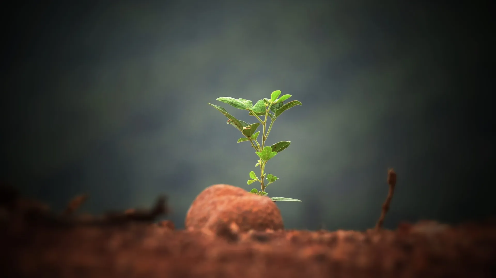 Scientists invent 'electronic soil' that zaps baby plant roots with electricity