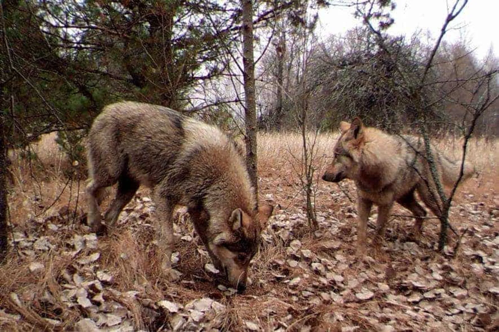 Wolves