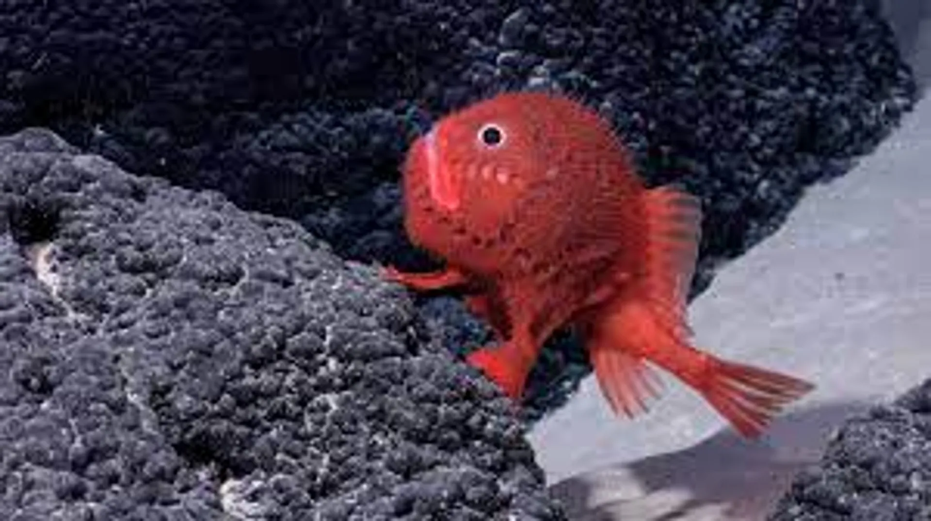 100 deep sea species