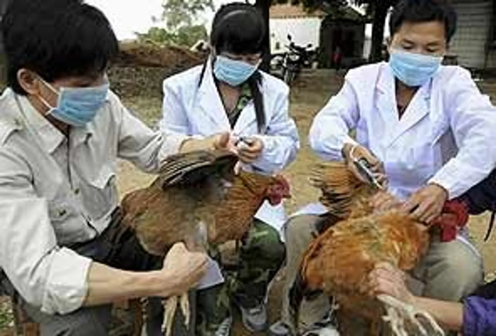 US Congress raises alarm over taxpayer’s money funding Chinese bird flu