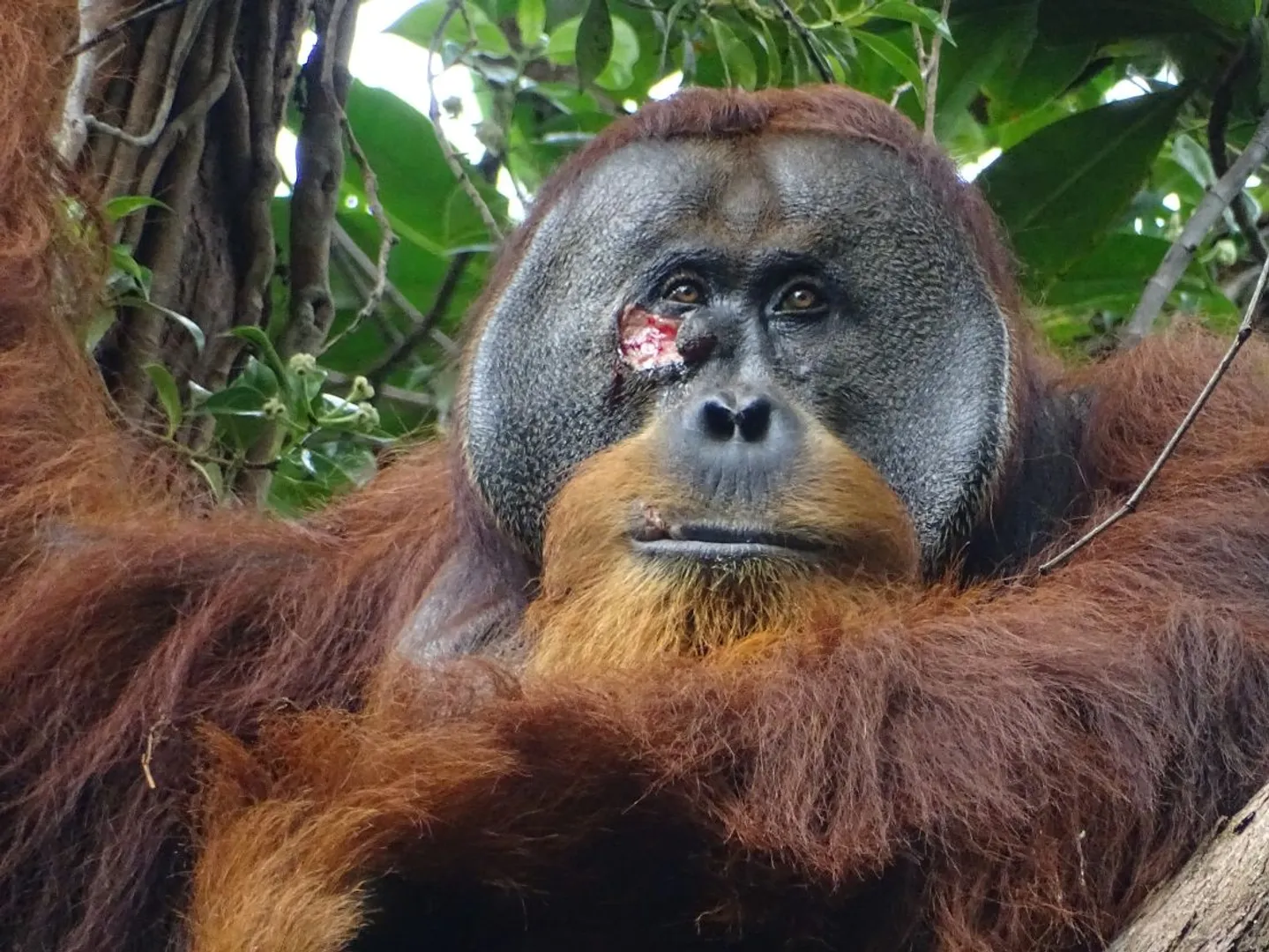 Orangutan