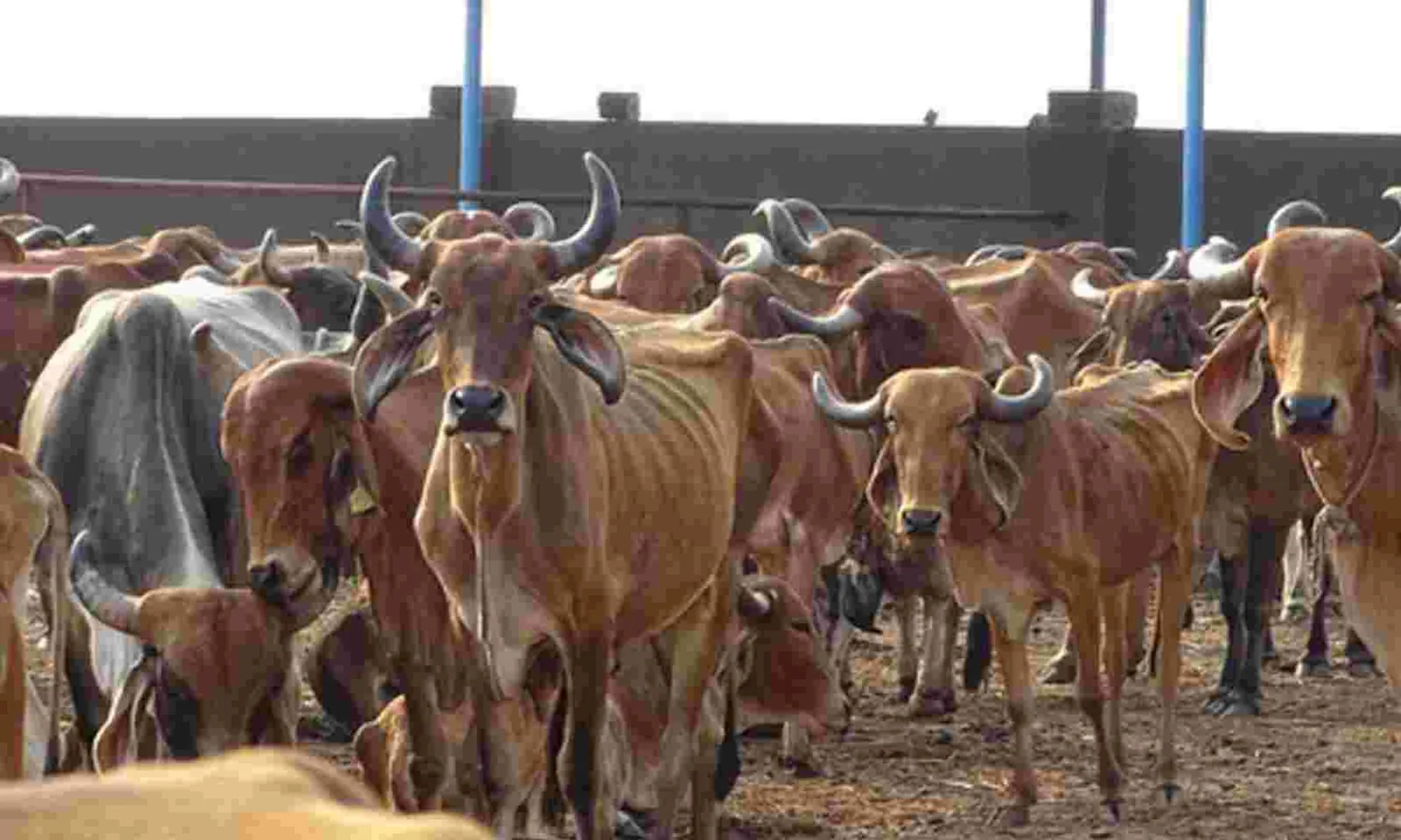 Cow Conservation