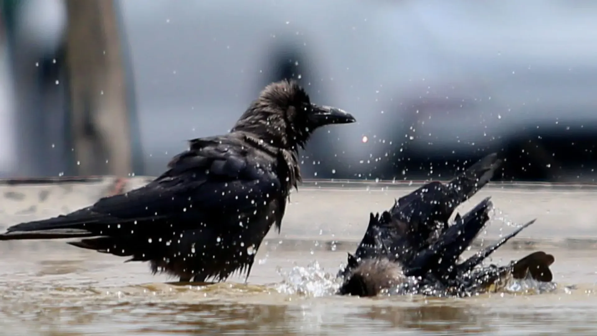Why is Kenya killing a million Indian crows?