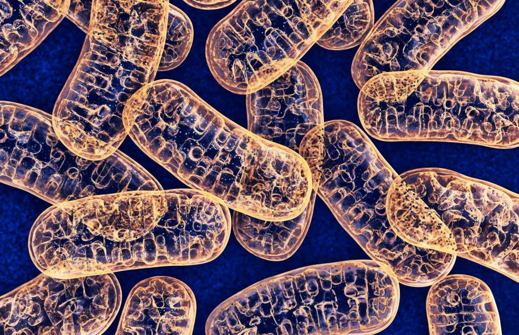 Mitochondria
