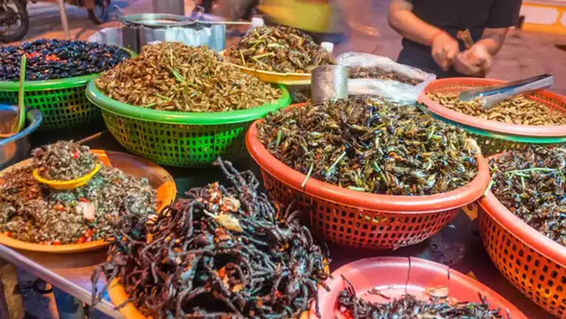 16 species of insects are approved for Human consumption in Singapore
