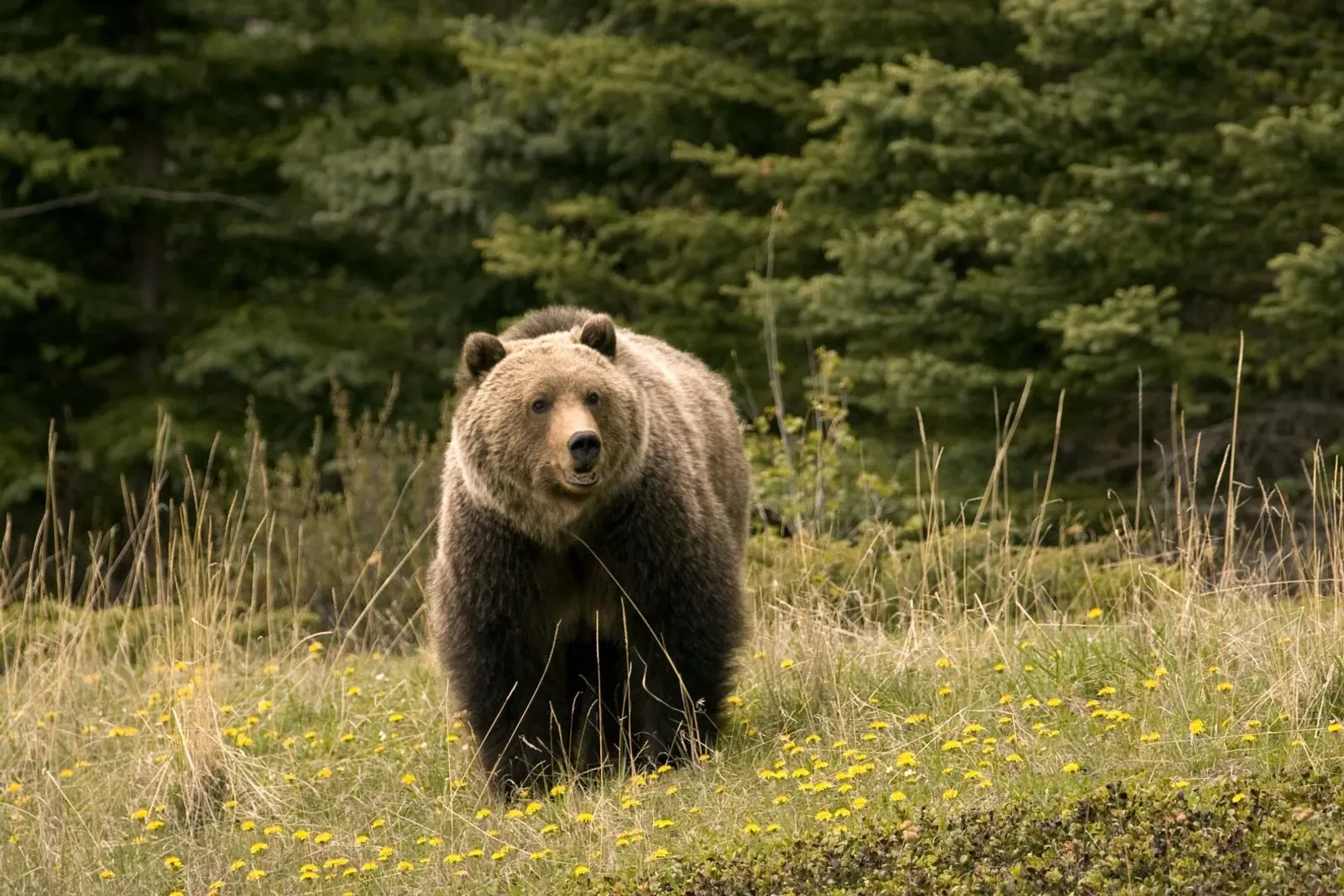 Romania approves culling of nearly 500 bears following fatal mauling