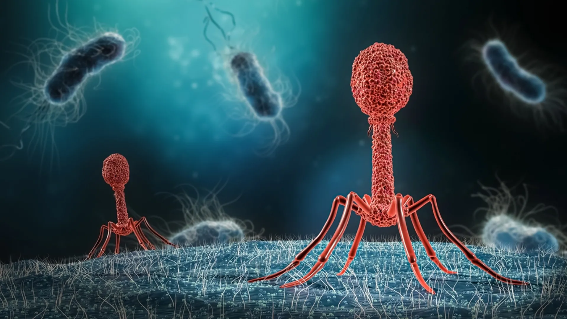 Research finds viruses' effectiveness against antibiotic-resistant bacteria