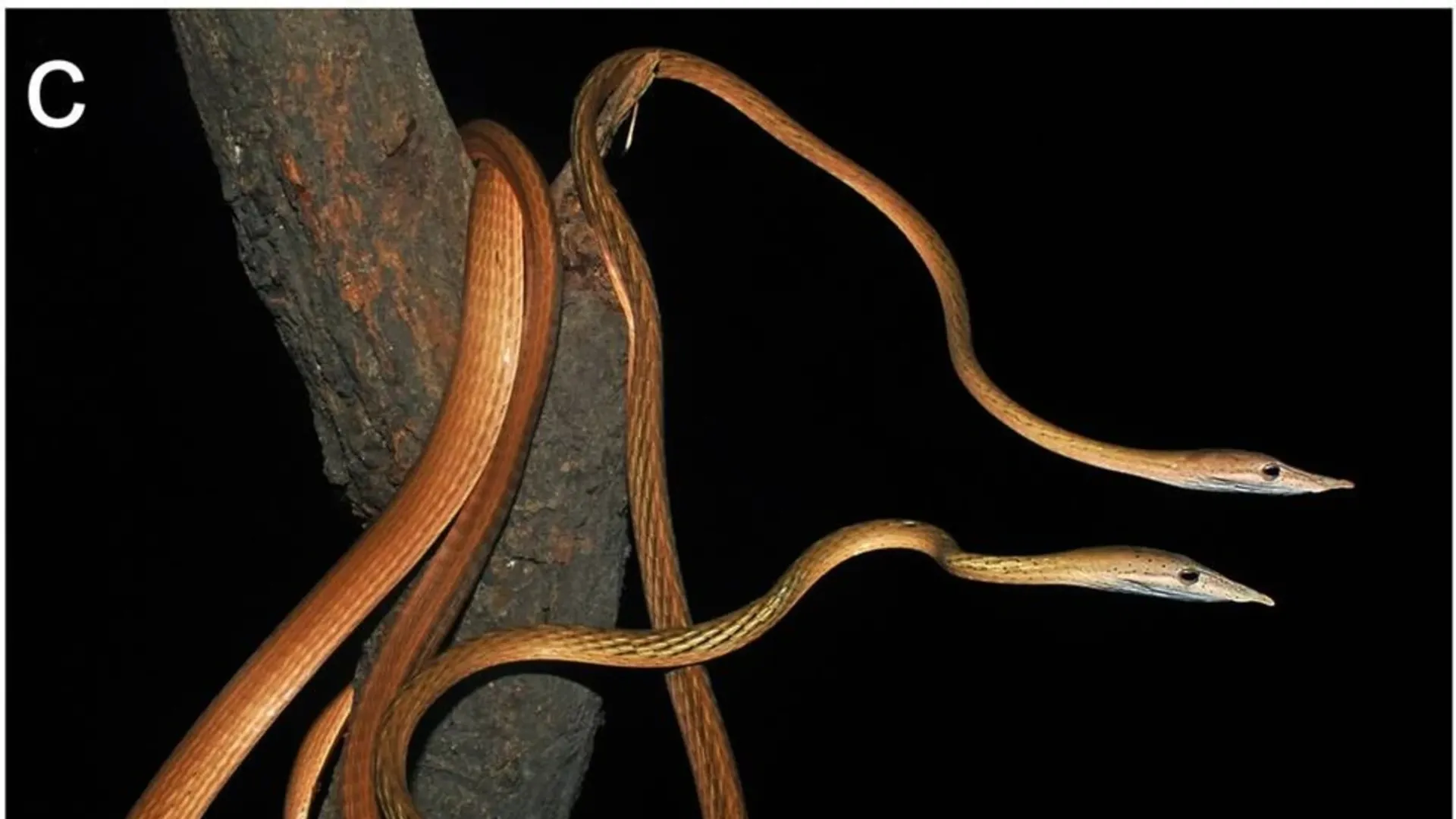 New snake species with unusually long snout found dead in Bihar