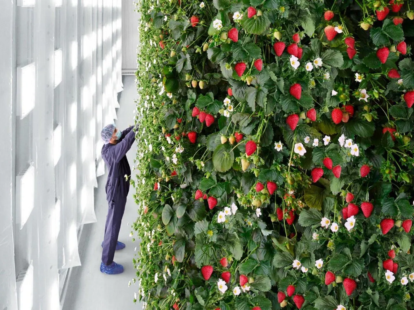 vertical berry farm