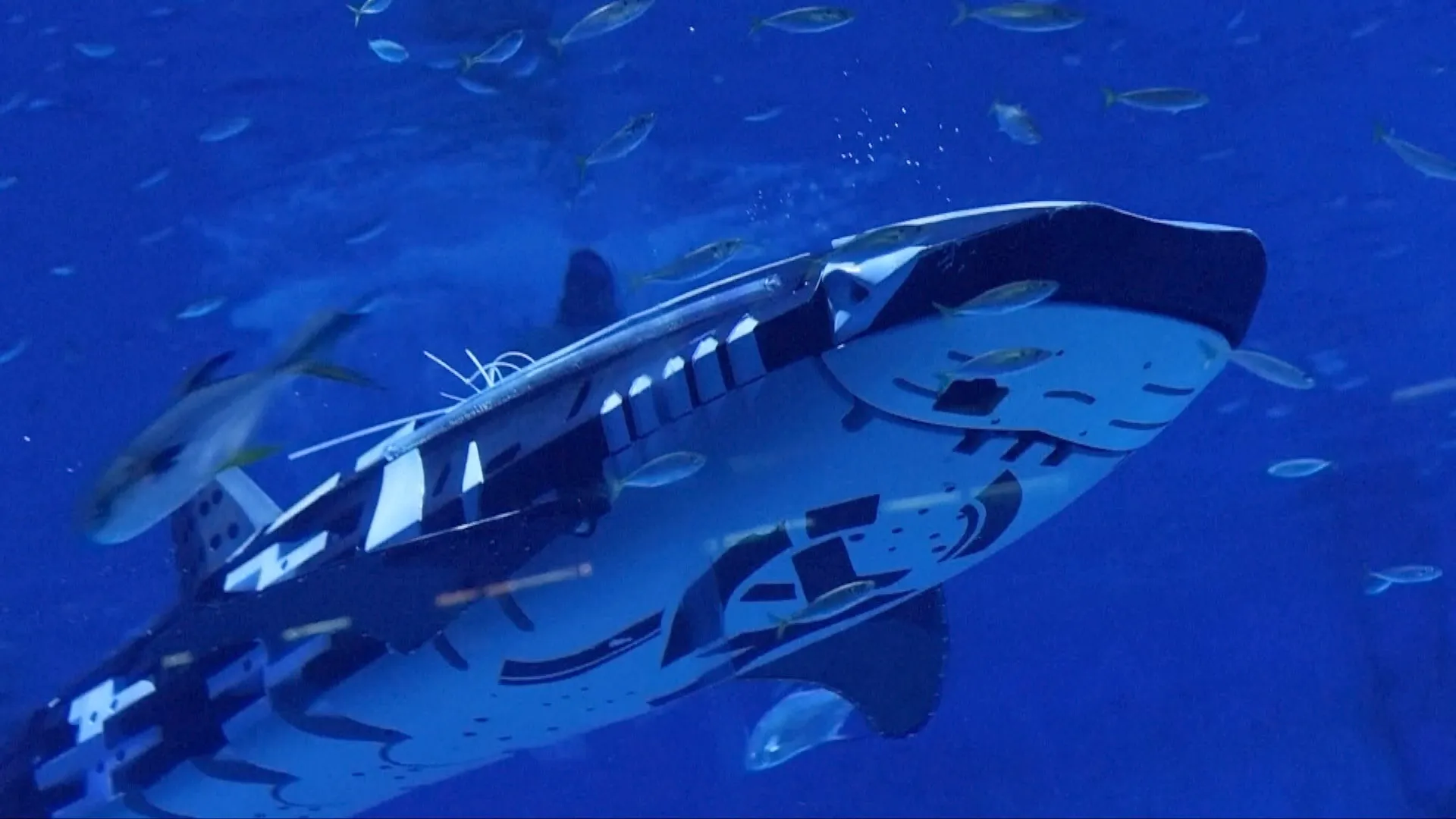 First intelligent robotic whale shark in history transforms marine technology