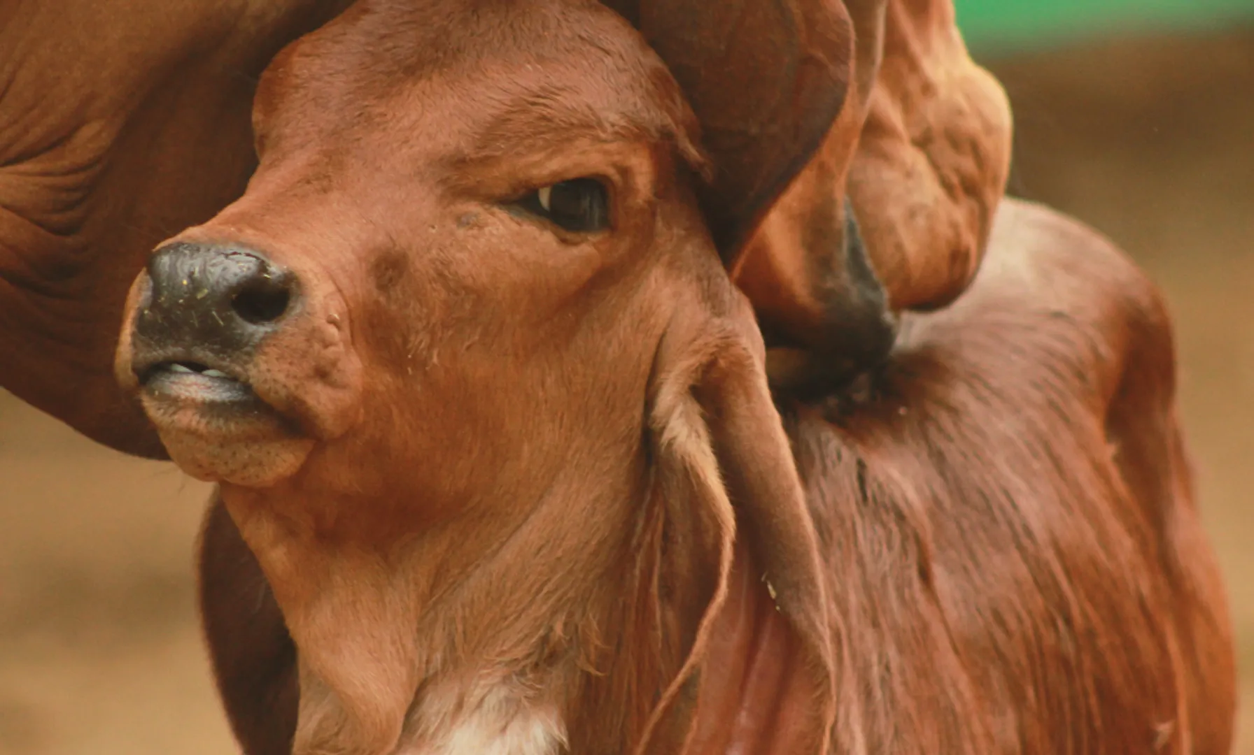 'Clean cowsheds, lay there': UP Minister’s advice to cure cancer