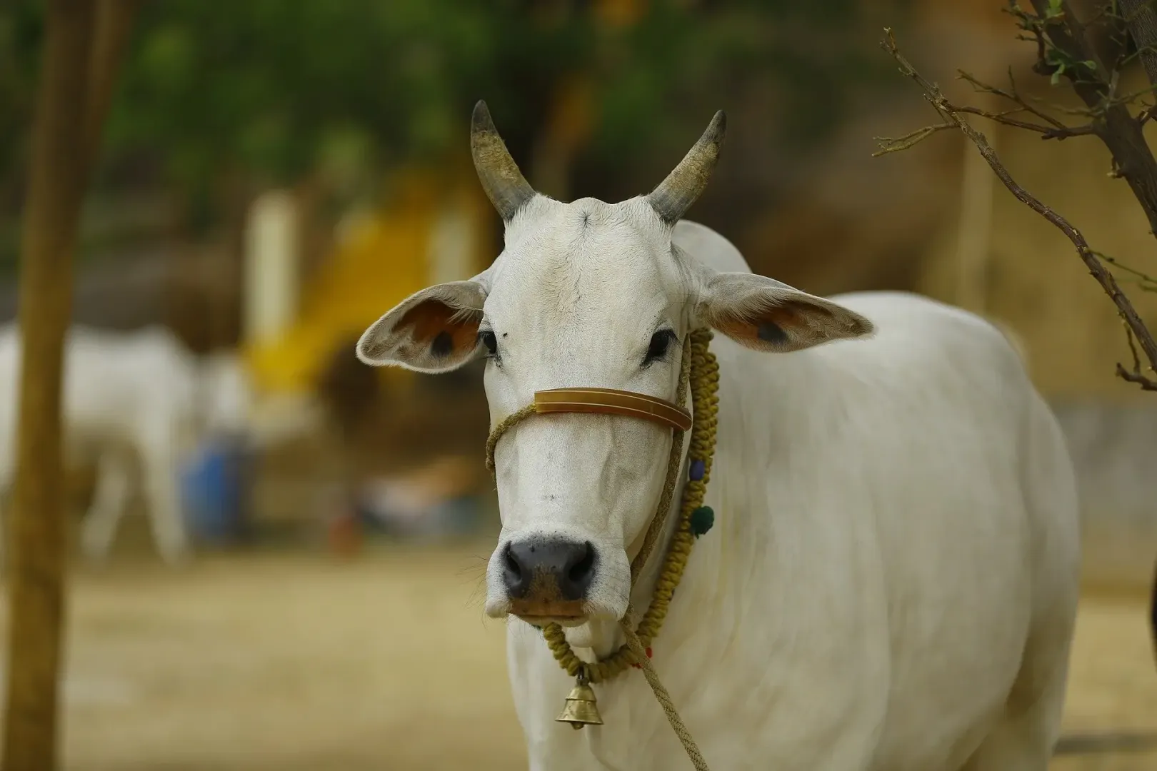 Subsidy scheme launched for goshalas following 'Rajya Mata' status for indigenous cows