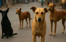 street dog