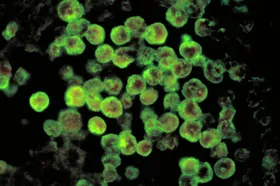 ameba virus