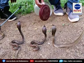 snakes