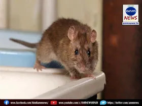 rat
