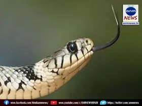 Snake
