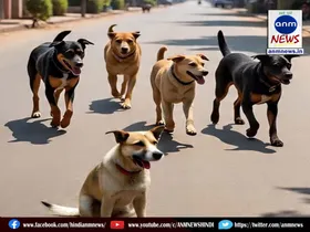 stray dogs
