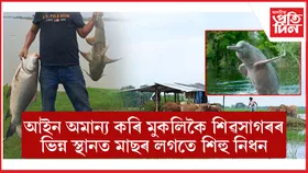 শিৱসাগৰত পানীদিহিং পক্ষী অভয়াৰণ্যত কণীযুক্ত মাছ আৰু  দিচাংমুখত শিহু নিধন...