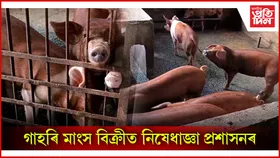 বৰপেটাত আফ্রিকান ছোৱাইন ফিভাৰৰ প্ৰাদুৰ্ভাৱ