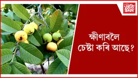খাওঁক মধুৰিআমৰ পাত,  লাভ কৰিব অগণন স্বাস্থ্য সমস্যাৰ সমাধান