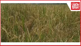 ধানৰ উচিত মূল্যৰ পৰা বঞ্চিত কৃষক