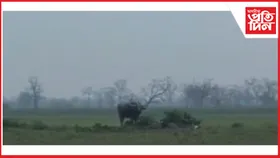 তেজপুৰৰ পিছত জামুগুৰিহাটৰ জনাঞ্চলত বনৰীয়া ম'হৰ মুক্ত বিচৰণ...