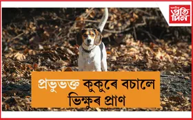 ভালুকৰ আক্ৰমণৰ পৰা কথমপি প্ৰাণ ৰক্ষা বৌদ্ধ ভিক্ষুৰ