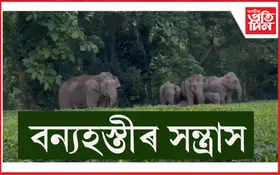 কঠিয়াতলী ৰেংবেঙত বন্যহস্তীৰ সন্ত্ৰাস