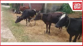 বৰপেটাত অব্যাহত আছে চোৰাং গৰুৰ ৰমৰমীয়া বেহাঃ মেঘালয়লৈ নিয়াৰ পথত ৫৩ টা গৰু জব্দ
